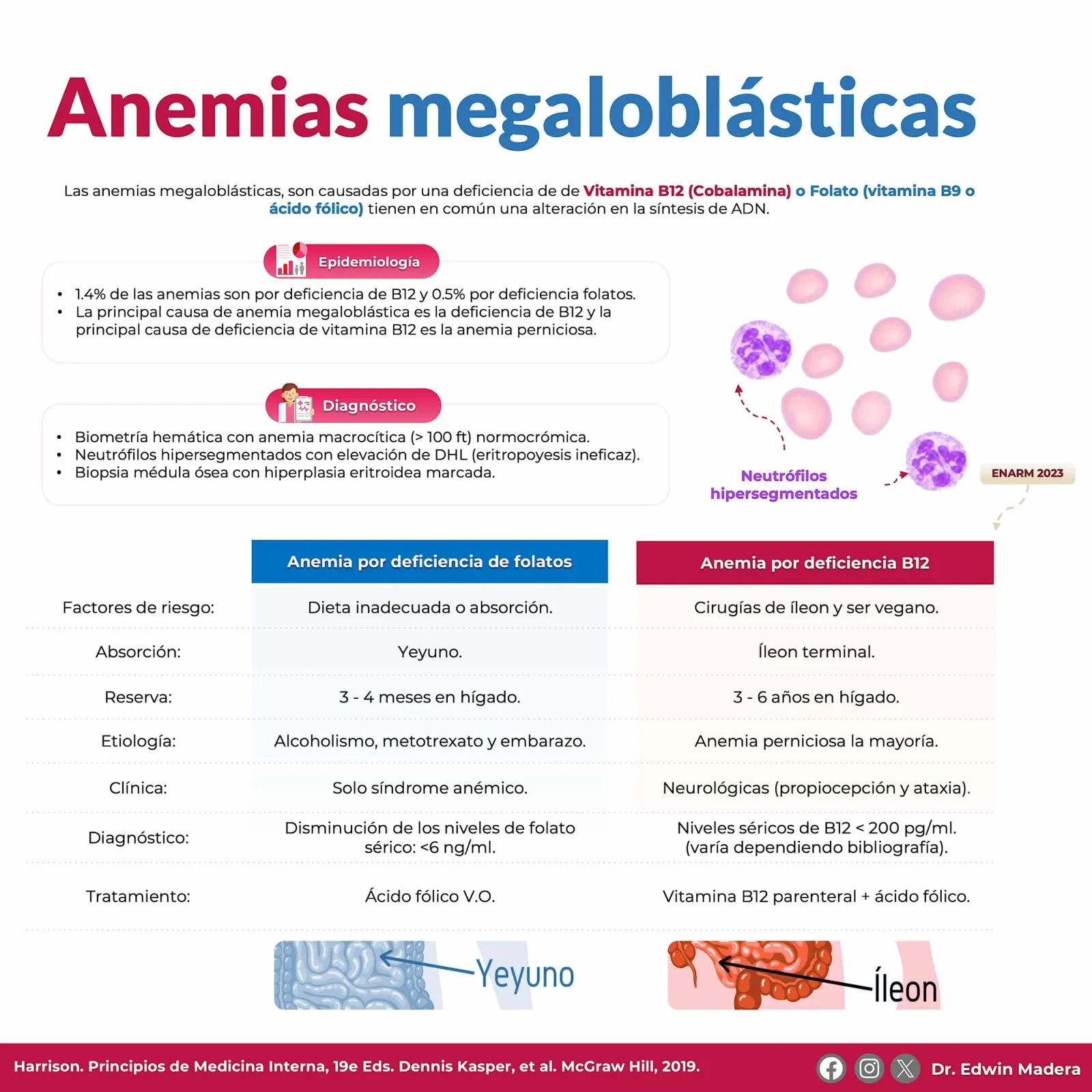 Anemias megaloblásticas