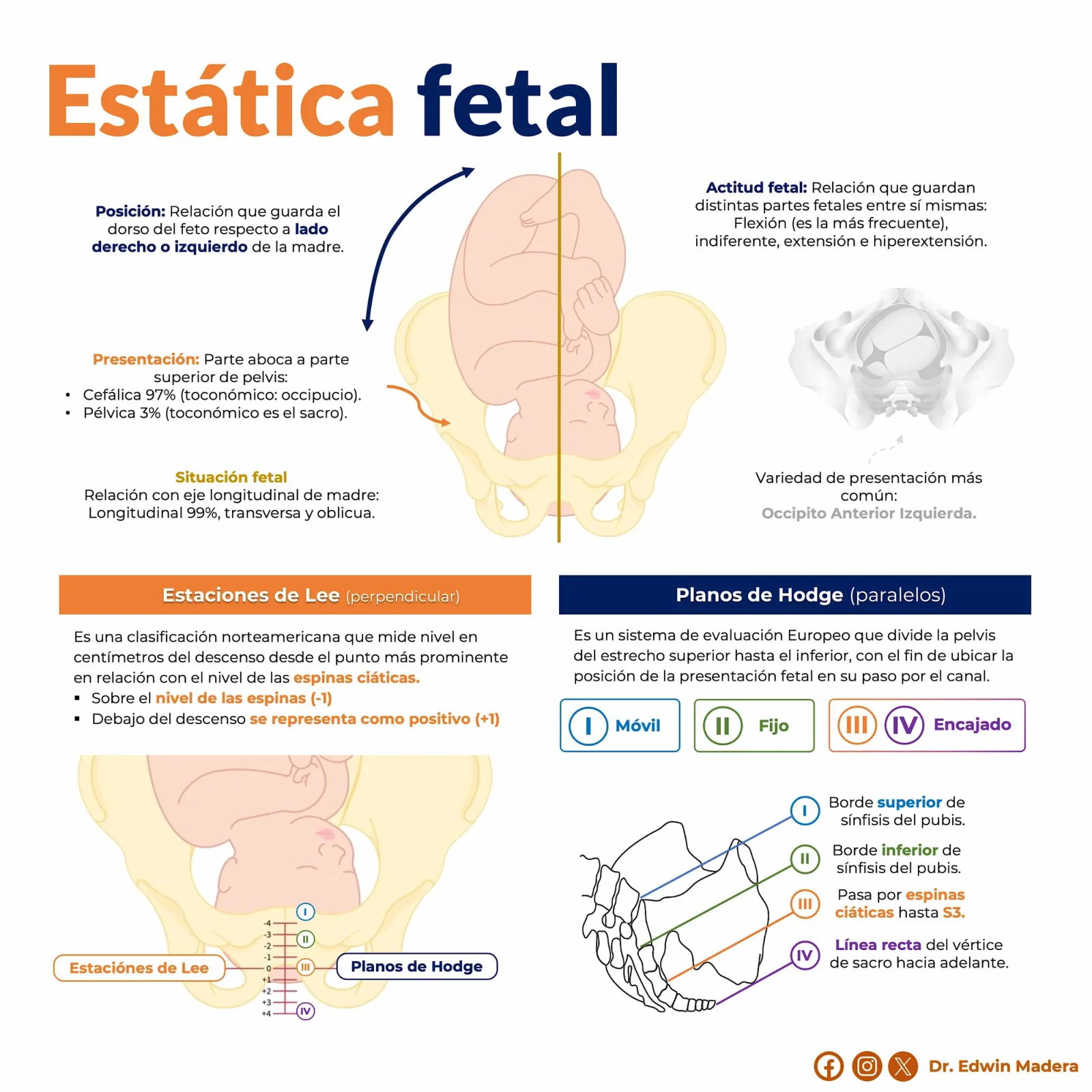 Estática fetal