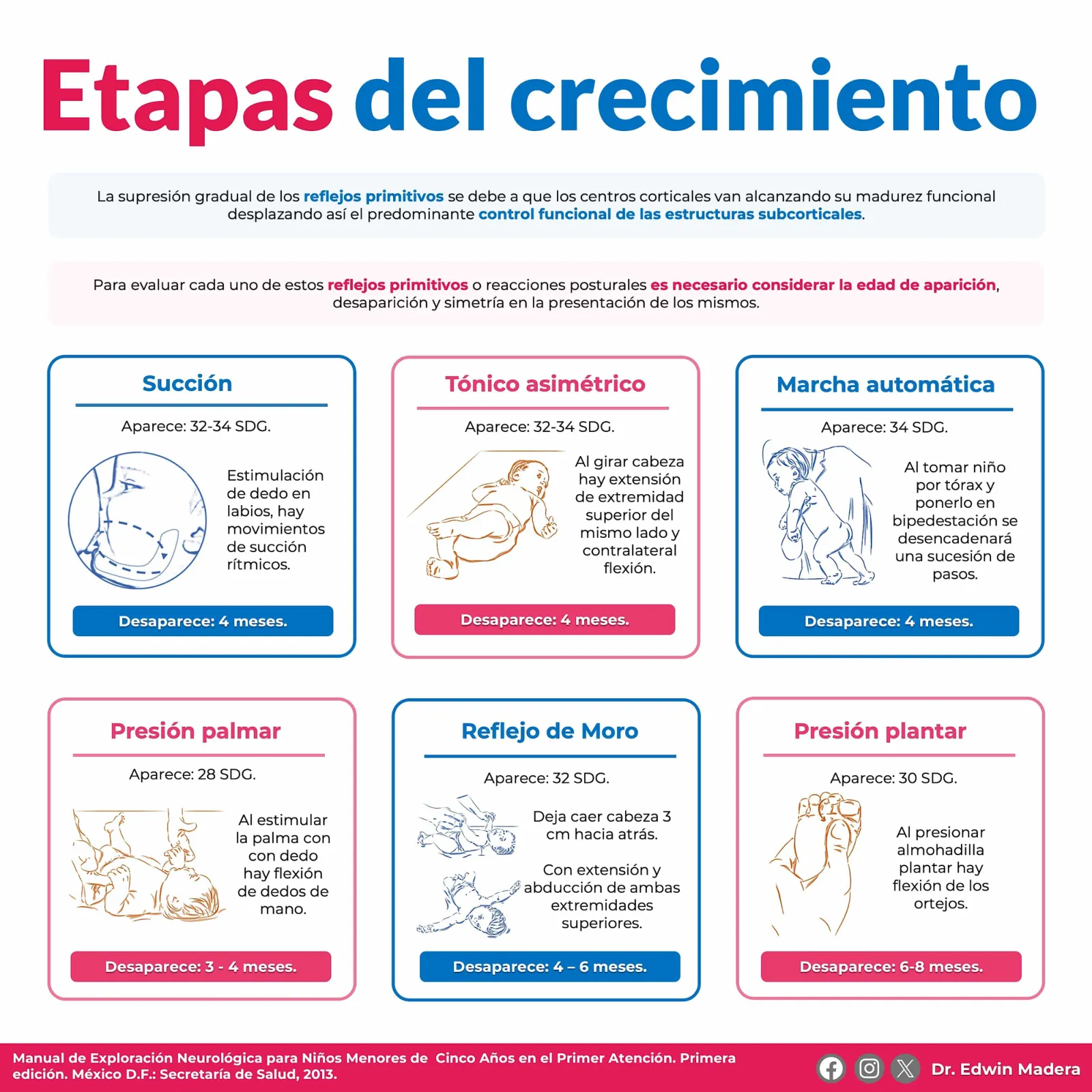 Etapas del crecimiento