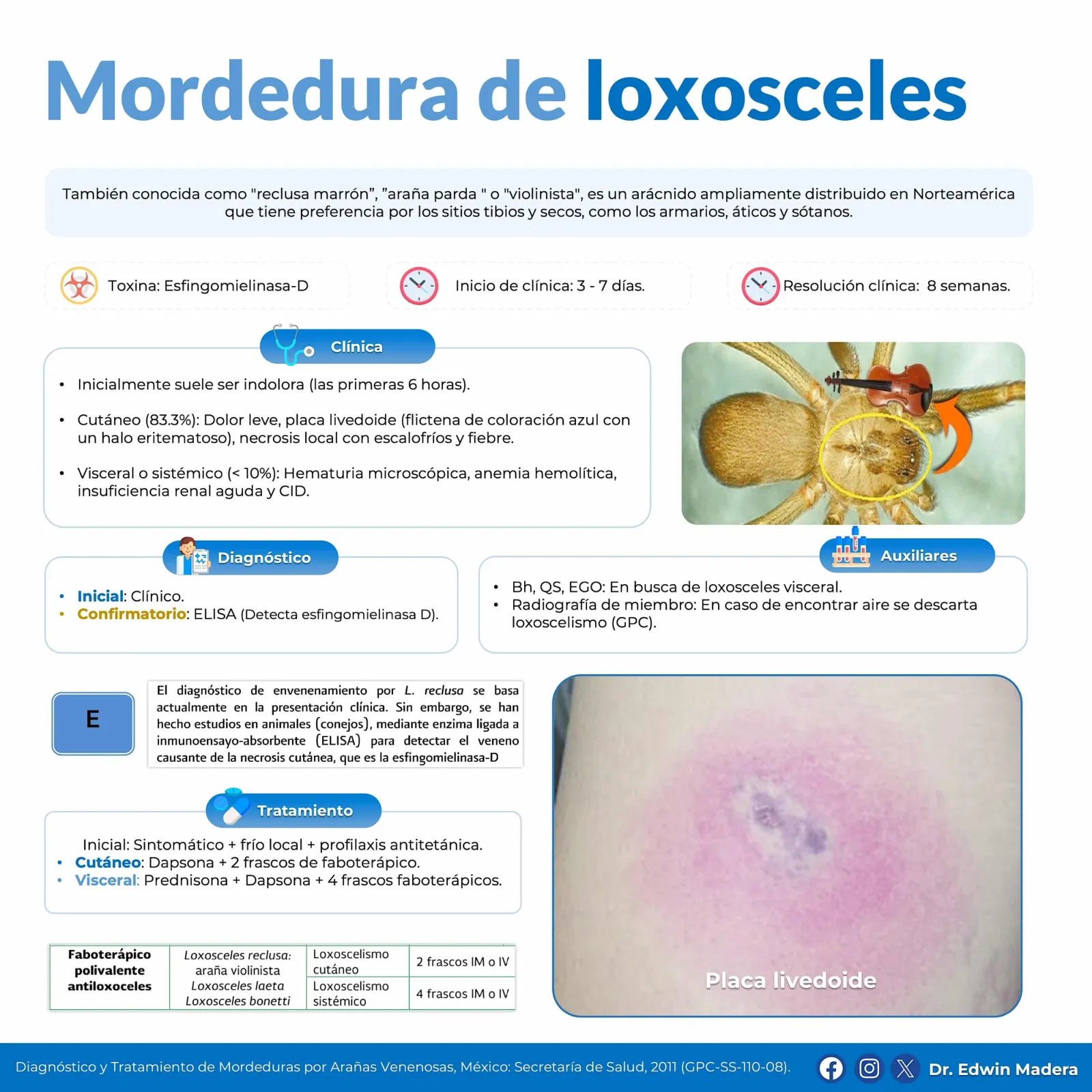 Loxosceles